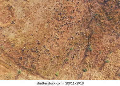 Arial View Of Domesticated Animals Grazing On The Grassland