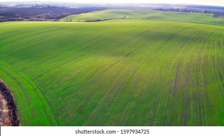 Arial View Of The Green Agricultural Field During Golden Hour. Hill Type Landscape Is Covered By Green Winter Time Wheat.