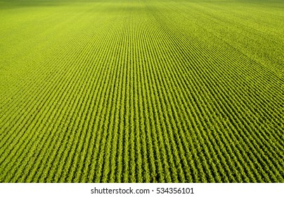 arial view of green carrots field