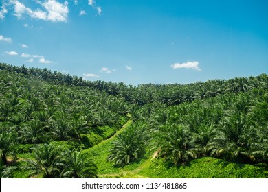 Arial view of  green the palm oil plantation in Malaysia against blue sky with clouds