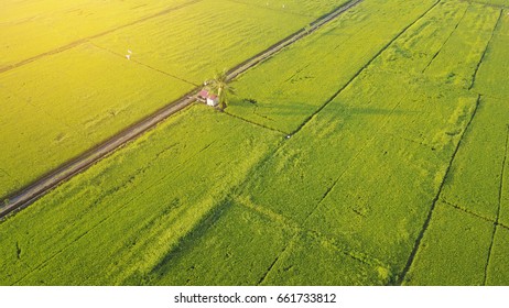 Arial View Of Paddy Field