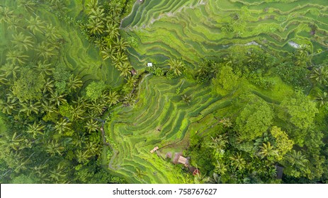 Arial View Of Rice Fields