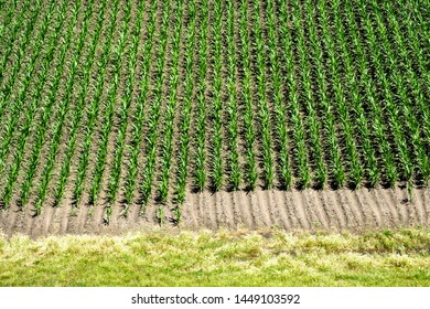 Arial view of rows of young corn on a farm in the Midwest.