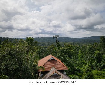 Arial View Of The Rubber Tree Plantation