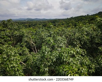 Arial View Of The Rubber Tree Plantation