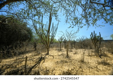 Arid Caatinga Landscape with Cacti and Leafless Trees, Buíque, Pernambuco, Brazil on December 27, 2025