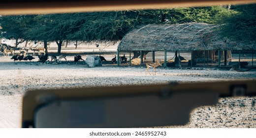 “Amidst the arid landscape, livestock graze near a traditional thatched shelter, showcasing the enduring practices of animal husbandry.” - Powered by Shutterstock