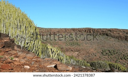 Arid mountains of the Canary Islands with Euphorbia Canariensis plant in the foreground