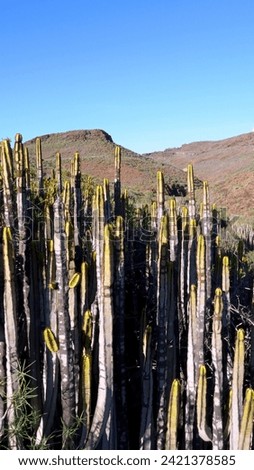 Arid mountains of the Canary Islands with Euphorbia Canariensis plant in the foreground. Vertical photo