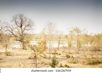 Arid open woodland. Winter in the dry semi-deciduous subtropical forests of India, scrub jungle prevail in the center of the country. Plain and foothills of the Deccan plateau
