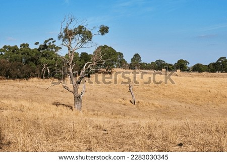 Arid Pasture and Grazing land at the end of an Australian Summer, Near Buxton Victoria