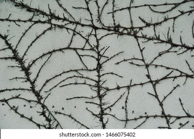 Arid Trees Dead Ivy On White Stock Photo 1466075402 | Shutterstock