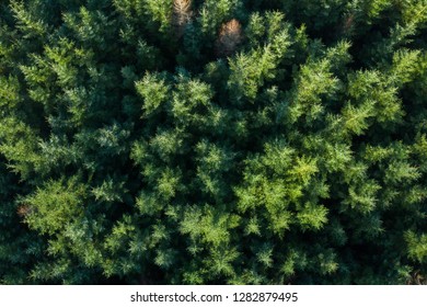 Ariel Forest View