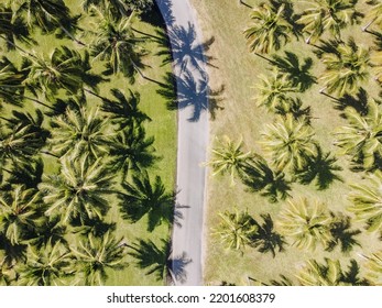 Ariel Palm Tree Field With Road