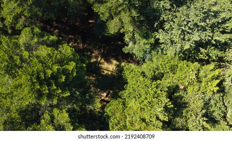 Ariel Picture Of Forest In Summertime. Location Denmark, Jylland. 