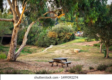 Ariel Sharon Park Nature  Background