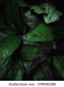 Ariel Shot Of An Aglaonema Patch