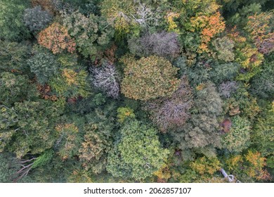 Ariel Shot Of Mixed Autumnal Forest. 