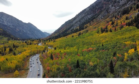 Ariel View Of Autumn Trees