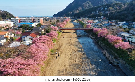 Ariel View Cherry Blossom Along Kawazu River, Izu, Japan