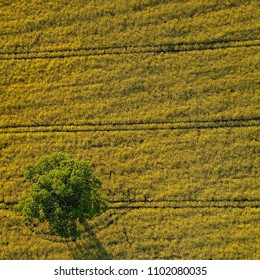 Ariel View From Drone Of Tree In Rapeseed Field