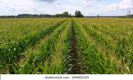 Ariel View Of Farm Lands And Rocky Area. Farm Lands Rocky Area Plateau Pattern Agri Agriculture Eco Wheat Crop Mustard Field Farmer Fields Drone Ariel View