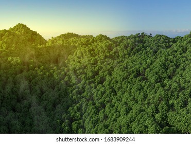 Ariel View Of Forest, Rain Forest