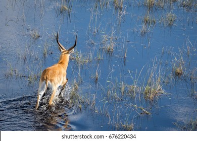 Ariel View Of A Red Lechwe In The Waters Of The Okavango Delta, Botswana. From A Helicopter