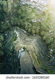 Ariel View Of Rice Field In Bali