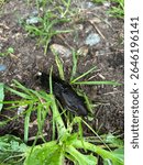 Arion ater common black slug in British Columbia Canada on a grassy trail side 