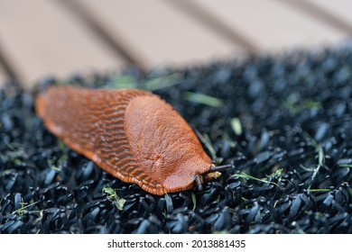 Arion lusitanicus - a species of terrestrial gastropod molluscs Snails lacking a shell, a slug. Representatives of this species cause serious harm to agriculture in many European countries.