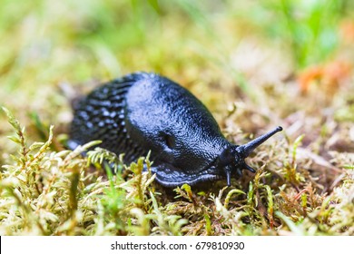 Arion Vulgaris - Spanish Slug