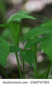 Arisaema amurense (Amur jack-in-the-pulpit) close up. Spring, Middle Amur, Far East of Russia - Shutterstock ID 2360767581