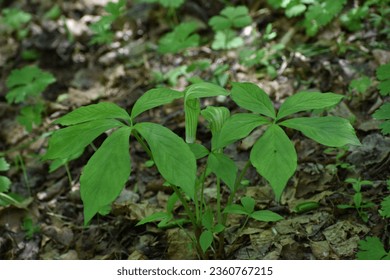 Arisaema amurense (Amur jack-in-the-pulpit) growing in the mixed forest, general view. Spring, Middle Amur, Far East of Russia - Shutterstock ID 2360767215