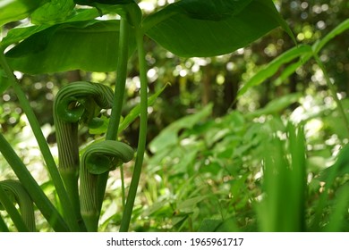 Arisaema ringens　flower is blooming in a park in Japan. March and April , spring time. beautiful green. - Shutterstock ID 1965961717