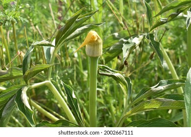 Arisaema flavum, flowering with small yellow flower - Shutterstock ID 2002667111