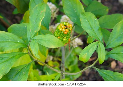 Arisaema serratum green plant in garden - Shutterstock ID 1784175254