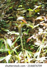 Arisaema serratum in the spring forest - Shutterstock ID 2146876709