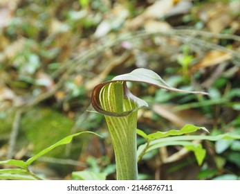 Arisaema serratum in the spring forest - Shutterstock ID 2146876711