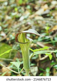 Arisaema serratum in the spring forest - Shutterstock ID 2146876713