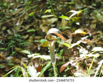 Arisaema serratum in the spring forest - Shutterstock ID 2146876715