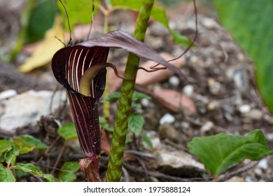 Arisaema speciosum "Himalayan Giant" commonly known as Cobra lily, green folios with red spotted stalk. - Shutterstock ID 1975888124
