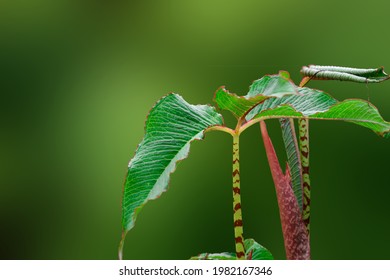Arisaema speciosum "Himalayan Giant" commonly known as Cobra lily, green folios with red spotted stalk. - Shutterstock ID 1982167346