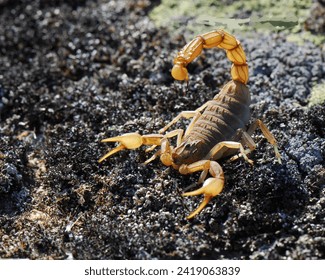 Arizon Bark Scorpion very poisonous 