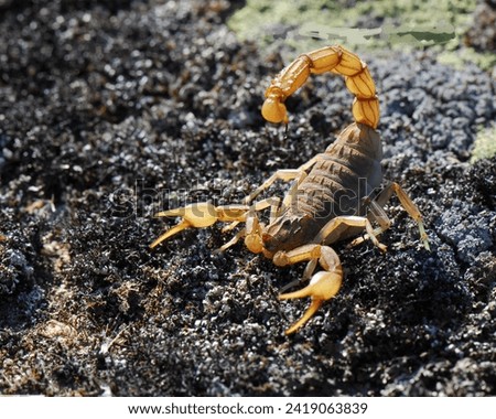 Arizon Bark Scorpion very poisonous 