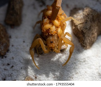 Arizona Bark Scorpion With Babies