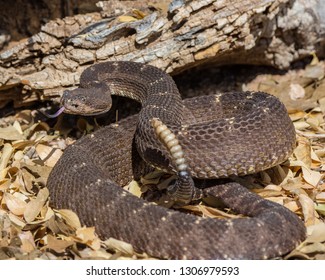 Arizona Black Rattlesnake