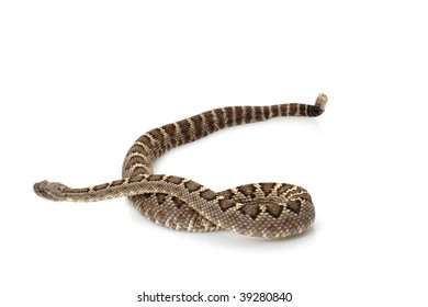 1,277 Arizona rattlesnake Images, Stock Photos & Vectors | Shutterstock