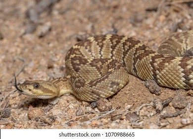 Arizona Blacktailed Rattlesnake Desert Phase Crotalus Stock Photo ...