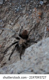 Arizona Blond Male Tarantula On Hiking Path In Tucson Mountains